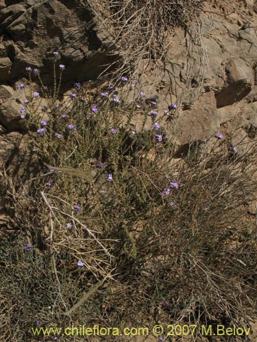 Bild von Verbena sp. #3049 (). Klicken Sie, um den Ausschnitt zu vergrössern.