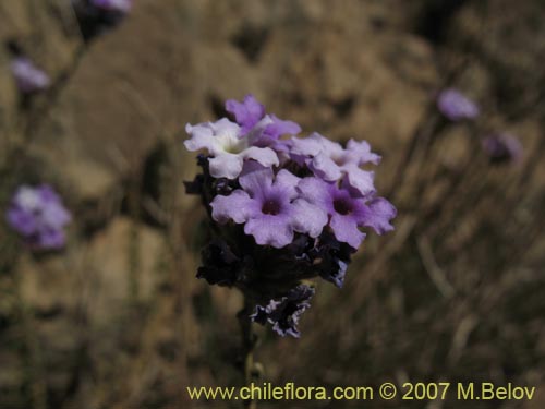 Bild von Verbena sp. #3049 (). Klicken Sie, um den Ausschnitt zu vergrössern.