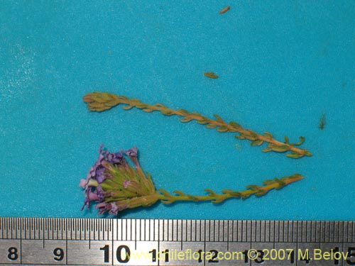 Image of Verbena sp. #3049 (). Click to enlarge parts of image.