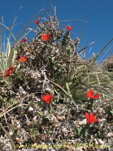 Фотография Mutisia cana (Clavel del Campo). Щелкните, чтобы увеличить вырез.