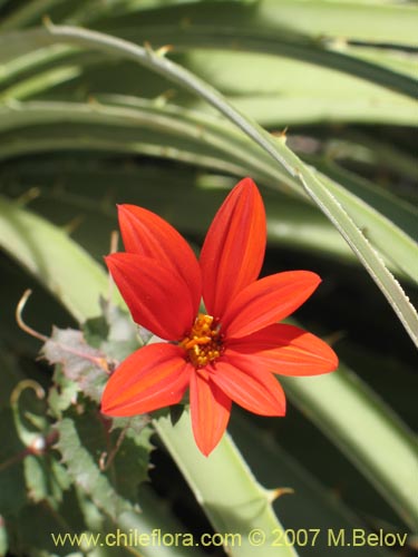 Image of Mutisia cana (Clavel del Campo). Click to enlarge parts of image.