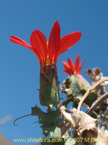 Фотография Mutisia cana (Clavel del Campo). Щелкните, чтобы увеличить вырез.