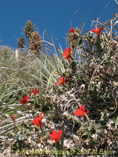 Image of Mutisia cana (Clavel del Campo). Click to enlarge parts of image.