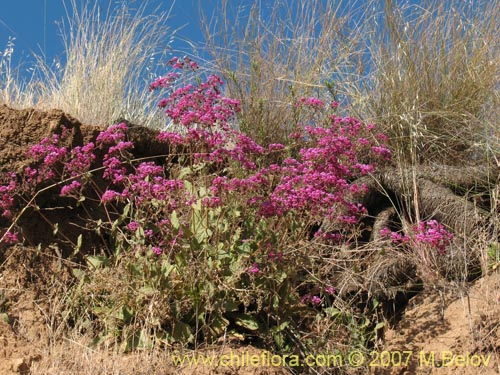 Image of Calceolaria purpurea (). Click to enlarge parts of image.