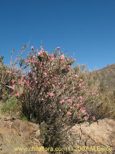 Image of Viviana marifolia (Té de burro / Oreganillo). Click to enlarge parts of image.
