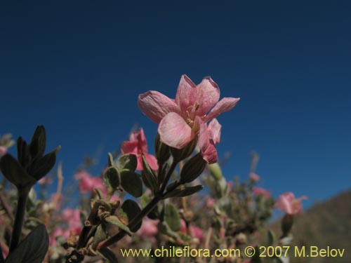 Bild von Viviana marifolia (Té de burro / Oreganillo). Klicken Sie, um den Ausschnitt zu vergrössern.