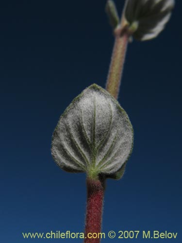 Image of Viviana marifolia (Té de burro / Oreganillo). Click to enlarge parts of image.