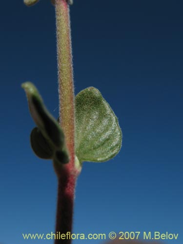 Image of Viviana marifolia (Té de burro / Oreganillo). Click to enlarge parts of image.