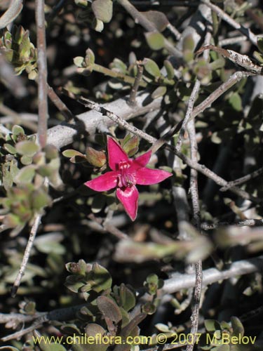 Krameria cistoideaの写真