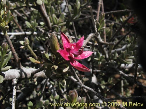 Krameria cistoidea의 사진