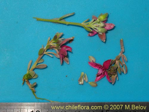 Krameria cistoidea의 사진