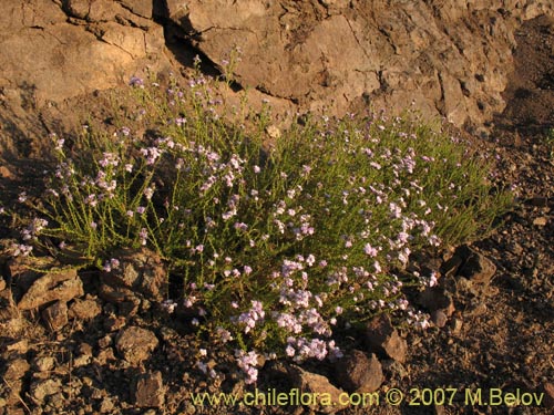 Imágen de Verbena sp. #3047 (). Haga un clic para aumentar parte de imágen.