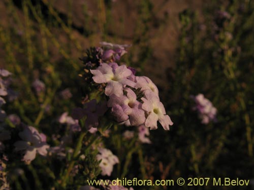 Bild von Verbena sp. #3047 (). Klicken Sie, um den Ausschnitt zu vergrössern.