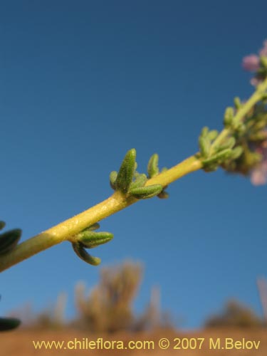 Imágen de Verbena sp. #3047 (). Haga un clic para aumentar parte de imágen.