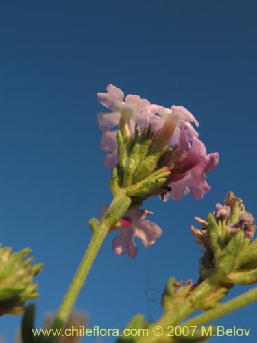 Verbena sp. #3047의 사진