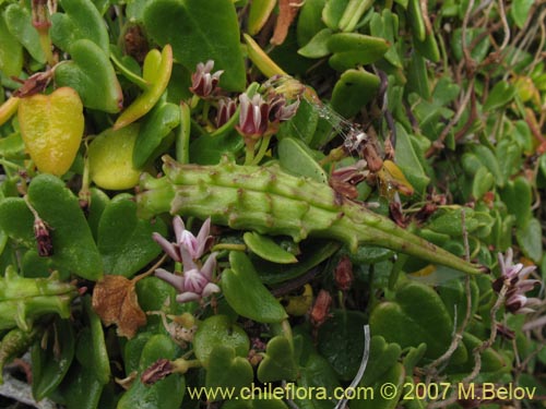 Imágen de Cynanchum boerhaviifolium (). Haga un clic para aumentar parte de imágen.