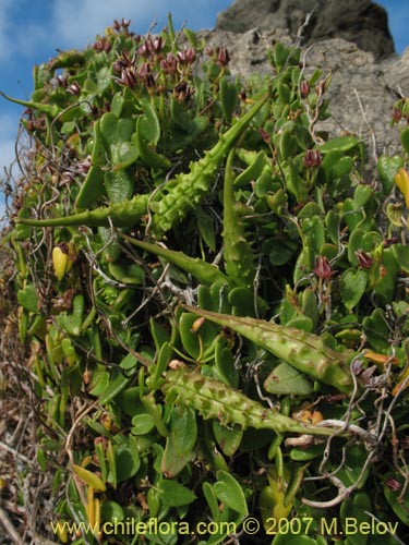 Cynanchum boerhaviifolium的照片