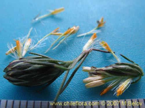 Image of Chaetanthera linearis (). Click to enlarge parts of image.