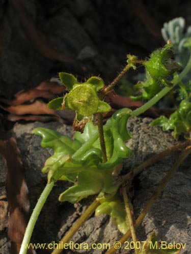 Image of Loasa elongata (). Click to enlarge parts of image.