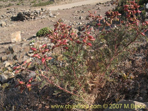 Image of Astragalus sp.   #1478 (). Click to enlarge parts of image.