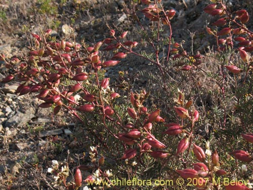 Astragalus sp. #1478の写真