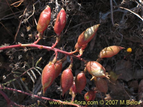 Astragalus sp. #1478の写真