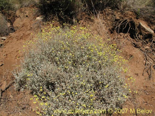 Фотография Calceolaria polifolia (Capachito). Щелкните, чтобы увеличить вырез.