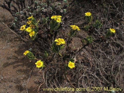 Senecio planiflorus的照片