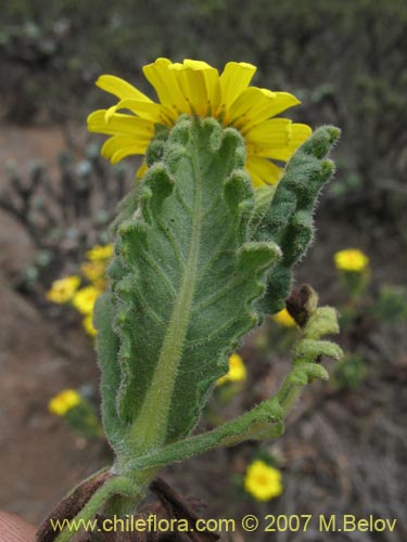 Senecio planiflorusの写真