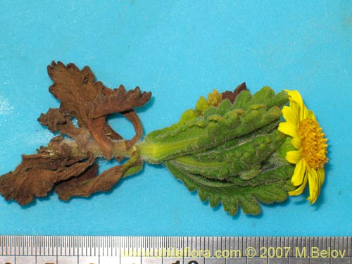 Image of Senecio planiflorus (). Click to enlarge parts of image.