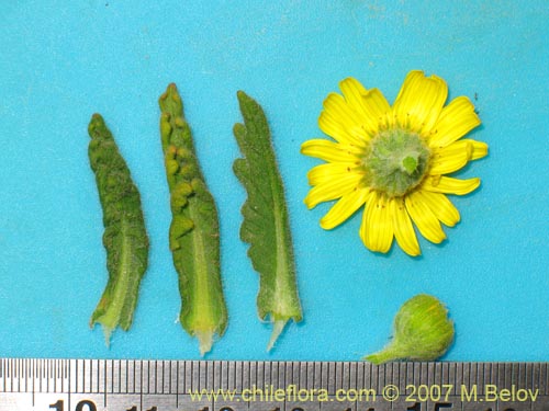 Image of Senecio planiflorus (). Click to enlarge parts of image.