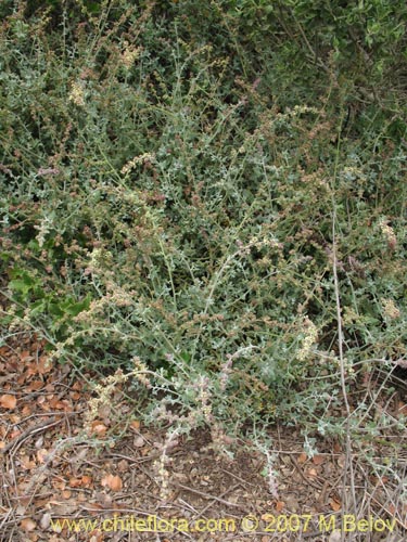 Image of Atriplex sp. #1780 (). Click to enlarge parts of image.