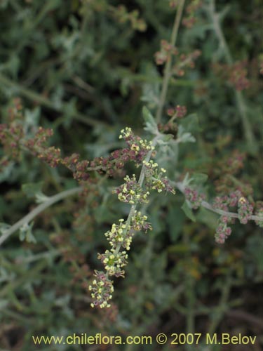 Atriplex sp. #1780의 사진