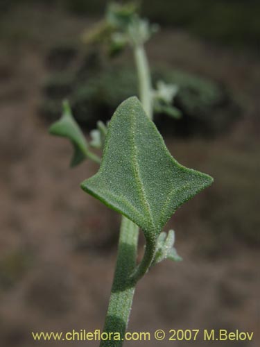 Atriplex sp. #1780の写真