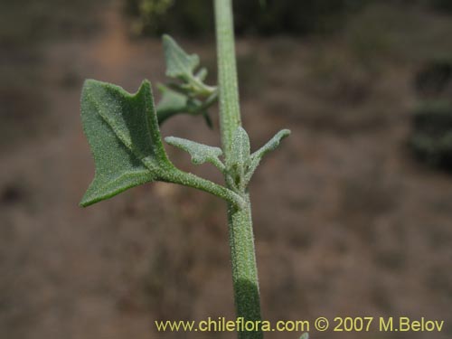 Image of Atriplex sp. #1780 (). Click to enlarge parts of image.