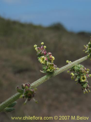 Atriplex sp. #1780的照片