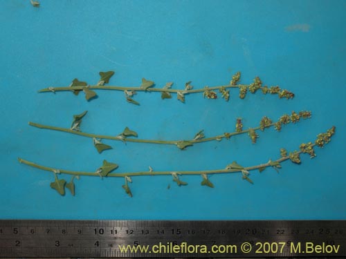 Atriplex sp. #1780의 사진