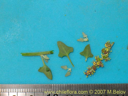 Image of Atriplex sp. #1780 (). Click to enlarge parts of image.
