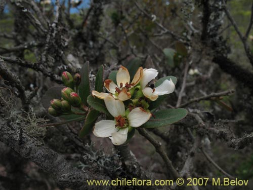 Kageneckia oblonga的照片