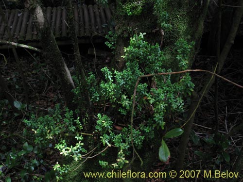 Peperomia coquimbensisの写真