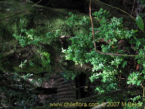 Image of Peperomia coquimbensis (). Click to enlarge parts of image.