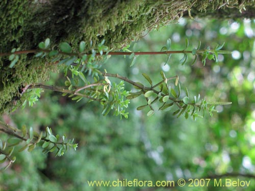 Фотография Peperomia coquimbensis (). Щелкните, чтобы увеличить вырез.