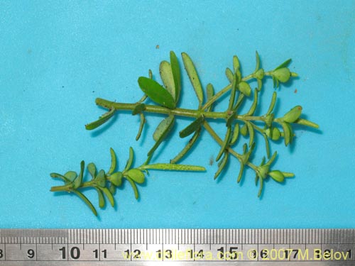 Image of Peperomia coquimbensis (). Click to enlarge parts of image.