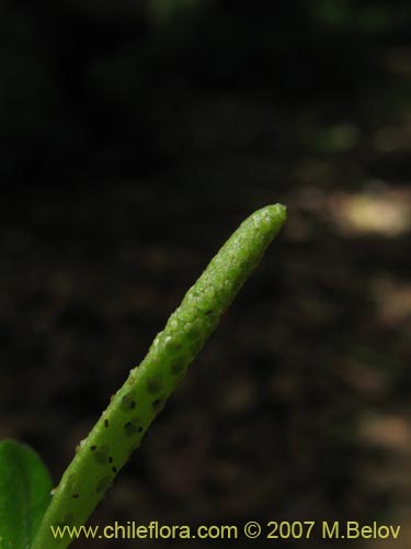 Imágen de Peperomia coquimbensis (). Haga un clic para aumentar parte de imágen.