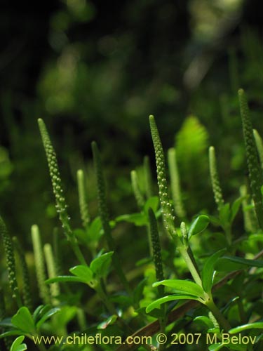 Imágen de Peperomia coquimbensis (). Haga un clic para aumentar parte de imágen.