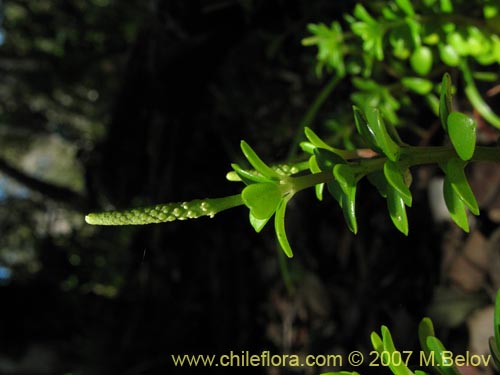 Imágen de Peperomia coquimbensis (). Haga un clic para aumentar parte de imágen.