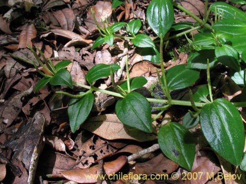 Peperomia fernandeziana的照片