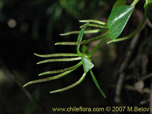 Peperomia fernandezianaの写真