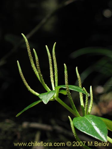 Фотография Peperomia fernandeziana (). Щелкните, чтобы увеличить вырез.