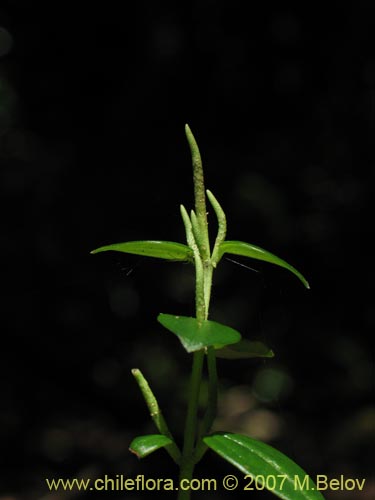 Imágen de Peperomia fernandeziana (). Haga un clic para aumentar parte de imágen.